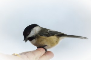 chickadee